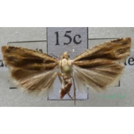 Eucosma balatonana (Osthelder, 1937) Czech15c
